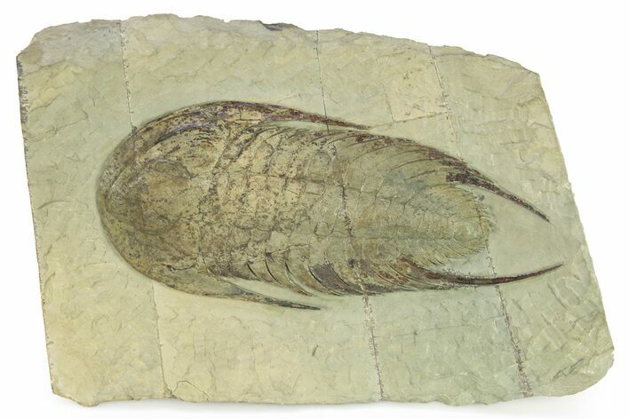 Lower Cambrian Trilobite (Neltneria) - Issafen, Morocco #227808